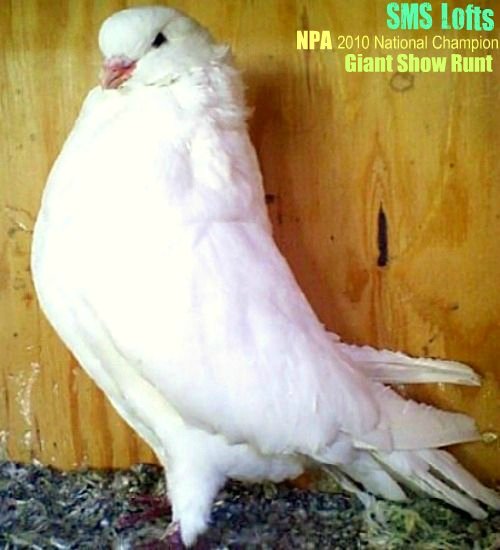 National Pigeon Association